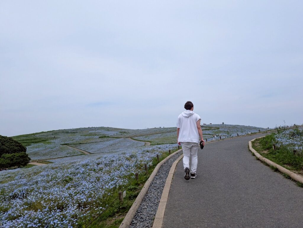ひたちなか海浜公園 ネモフィラ