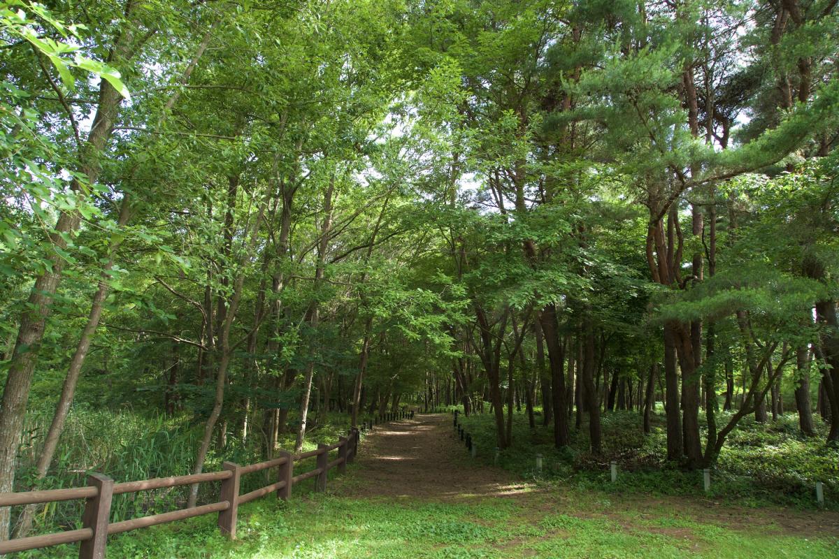 ひたちなか海浜公園 樹林エリア
