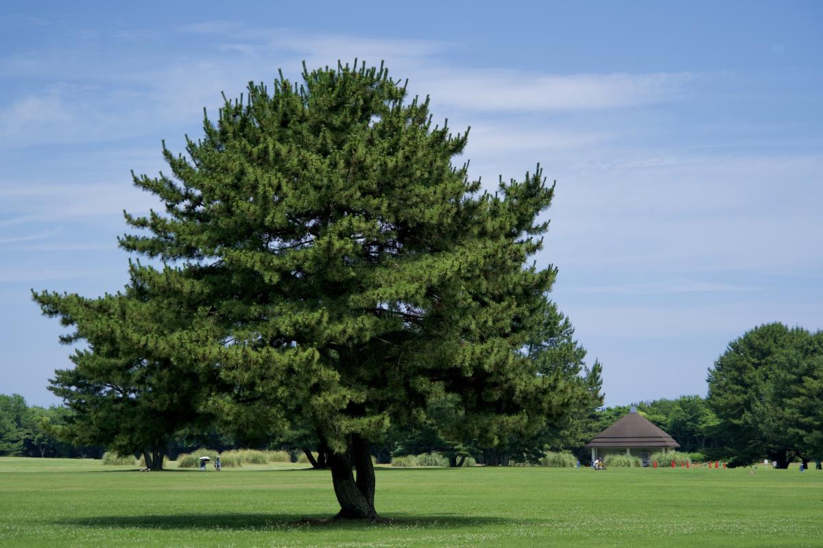 ひたちなか海浜公園 草原エリア