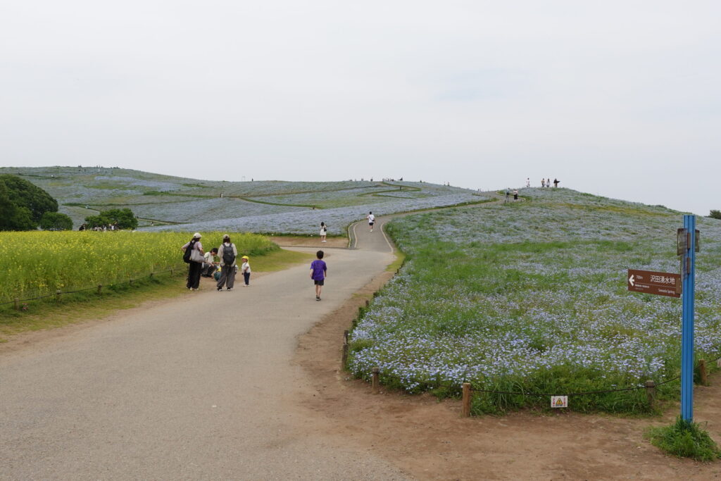ひたち海浜公園 ネモフィラ みはらしの丘